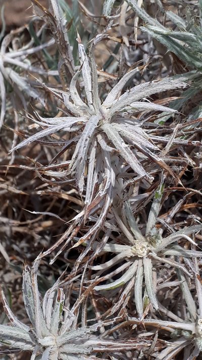 Carlina xeranthemoides, photographed by Alessia Guggisberg