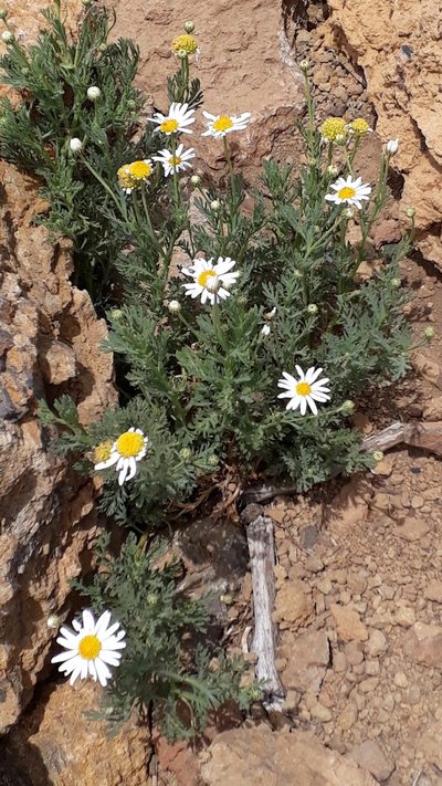 Argyranthemum tenerifae, photographed by Alessia Guggisberg