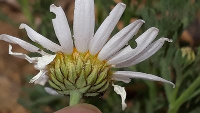Argyranthemum tenerifae, photographed by Alessia Guggisberg