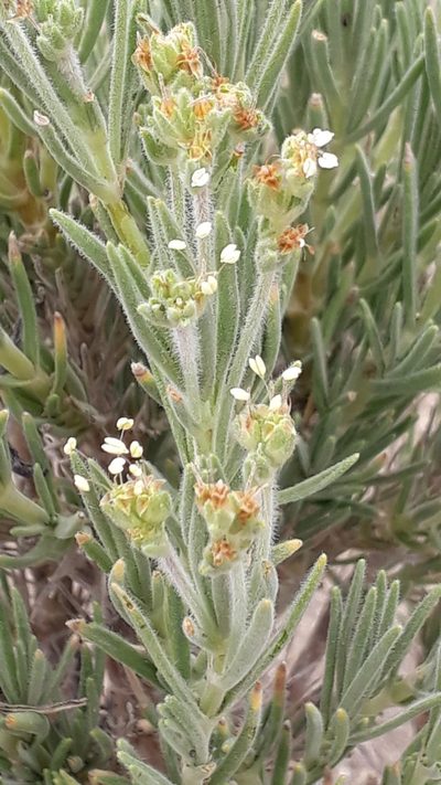 Plantago webbii, photographed by Alessia Guggisberg