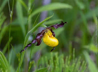 Cypripedium parviflorum, photographed by Andrew Murray