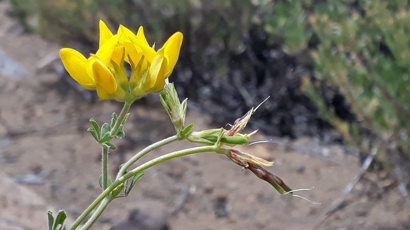 Lotus campylocladus, photographed by Alessia Guggisberg