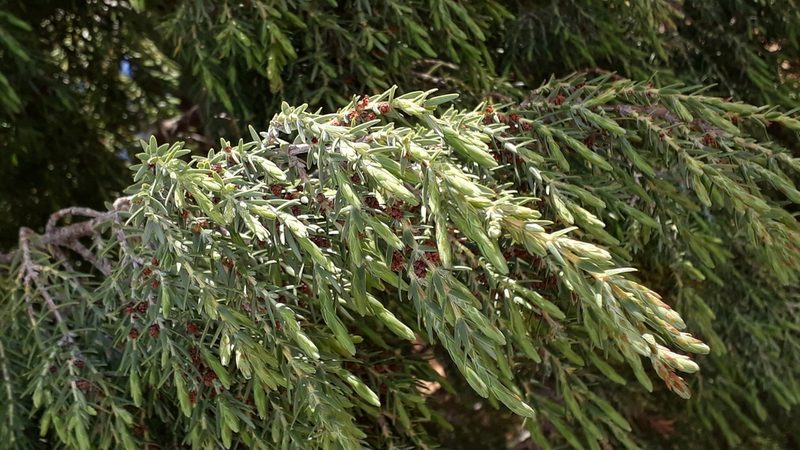 Juniperus cedrus, photographed by Alessia Guggisberg