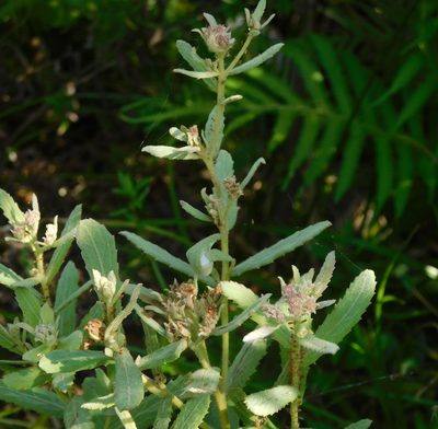 Pluchea baccharis, photographed by juniem