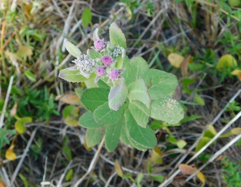 Pluchea baccharis, photographed by juniem