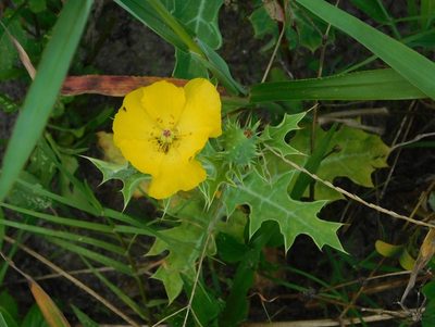 Argemone mexicana, photographed by juniem