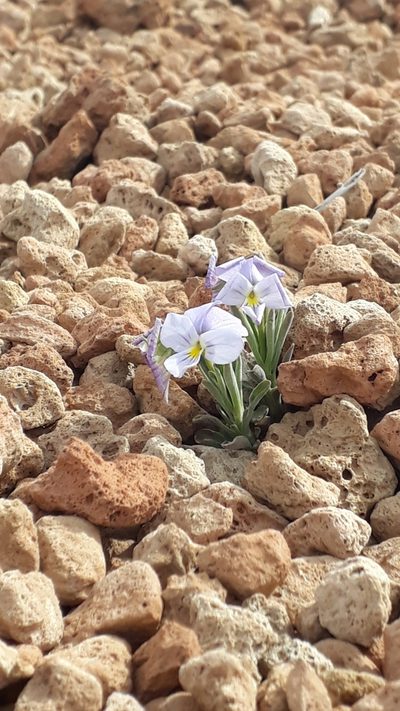 Viola cheiranthifolia, photographed by Alessia Guggisberg
