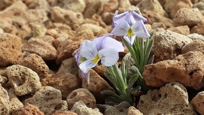 Viola cheiranthifolia, photographed by Alessia Guggisberg