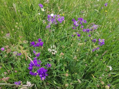 Campanula glomerata, photographed by ahabo