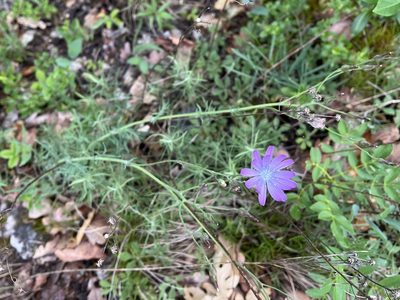 Lactuca perennis, photographed by Pavel Kacl