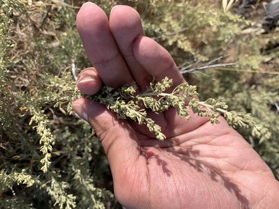 Artemisia californica, photographed by Ashwin Srinivasan