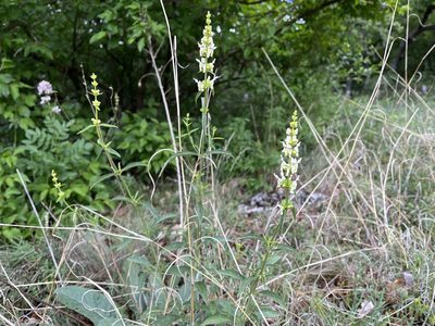 Stachys recta, photographed by Pavel Kacl
