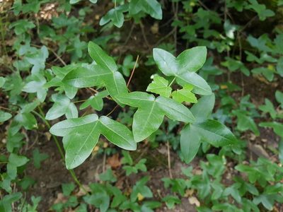 Acer monspessulanum