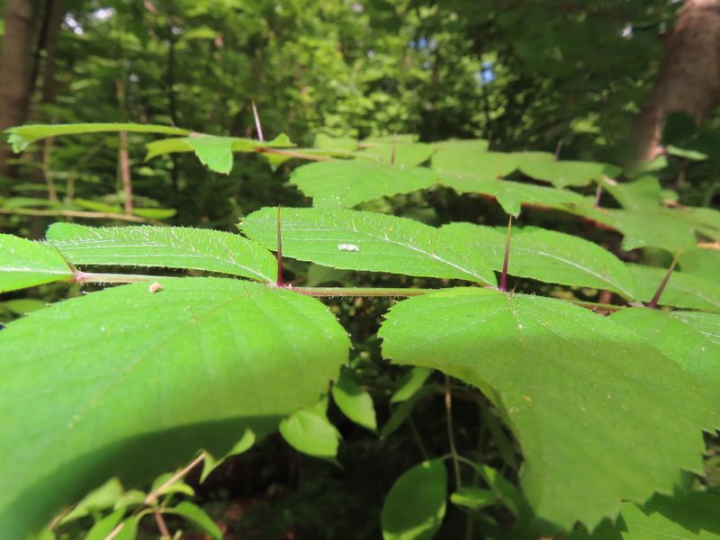 Aralia elata, photographed by Mila C.