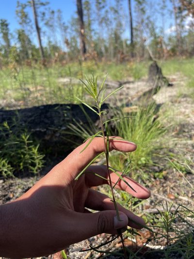 Phoebanthus tenuifolius, photographed by Brandon Corder