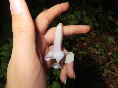 Paulownia tomentosa, photographed by Mila C.