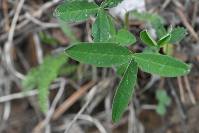 Trifolium medium, photographed by Марина Садыкова