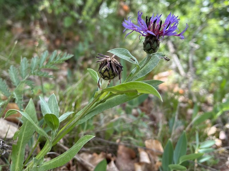 Centaurea axillaris, photographed by Pavel Kacl