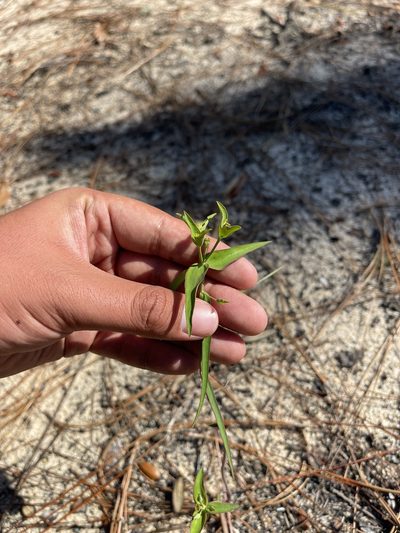 Euphorbia floridana, photographed by Brandon Corder