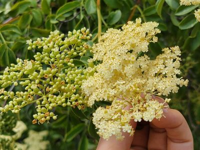 Sambucus cerulea, photographed by Theo Summer