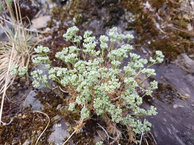 Scleranthus perennis, photographed by ahabo
