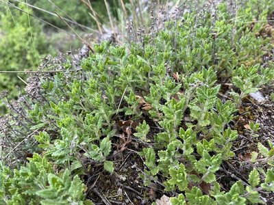 Teucrium chamaedrys, photographed by Pavel Kacl