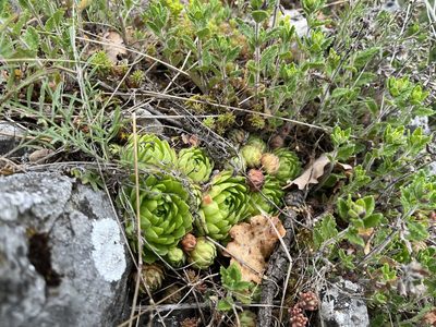 Sempervivum globiferum, photographed by Pavel Kacl