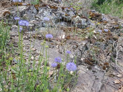 Jasione montana, photographed by ahabo