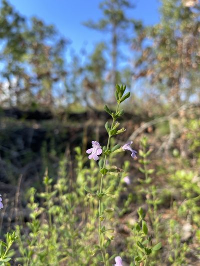 Clinopodium dentatum, photographed by Brandon Corder