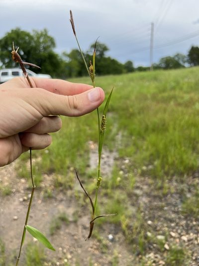 Carex microdonta, photographed by Nathan Aaron