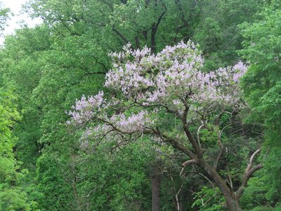 Paulownia tomentosa, photographed by Mila C.