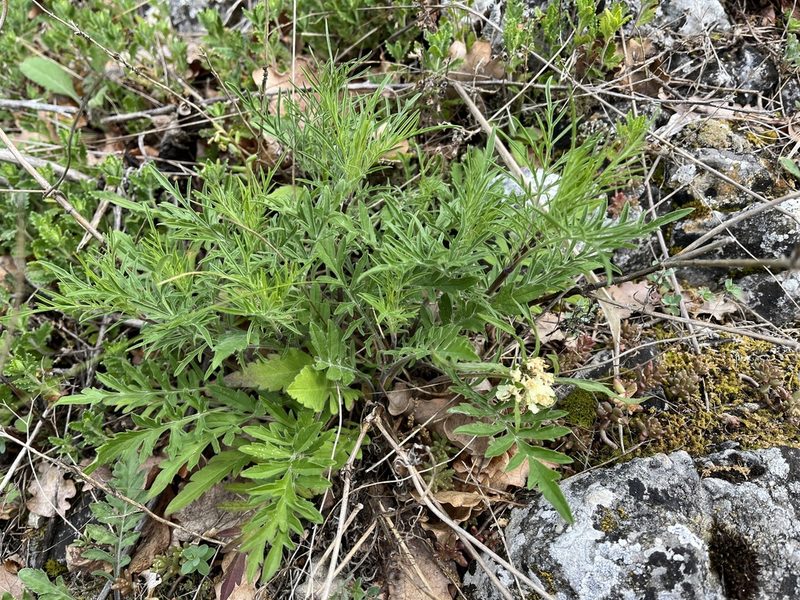 Scabiosa ochroleuca, photographed by Pavel Kacl