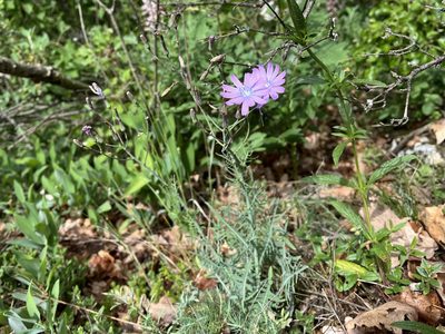 Lactuca perennis, photographed by Pavel Kacl