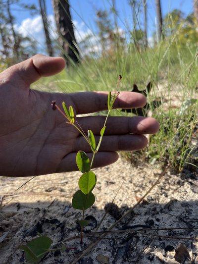 Euphorbia exserta, photographed by Brandon Corder