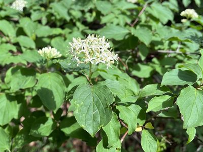 Cornus sanguinea, photographed by Pavel Kacl
