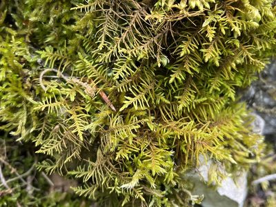 Abietinella abietina, photographed by Pavel Kacl