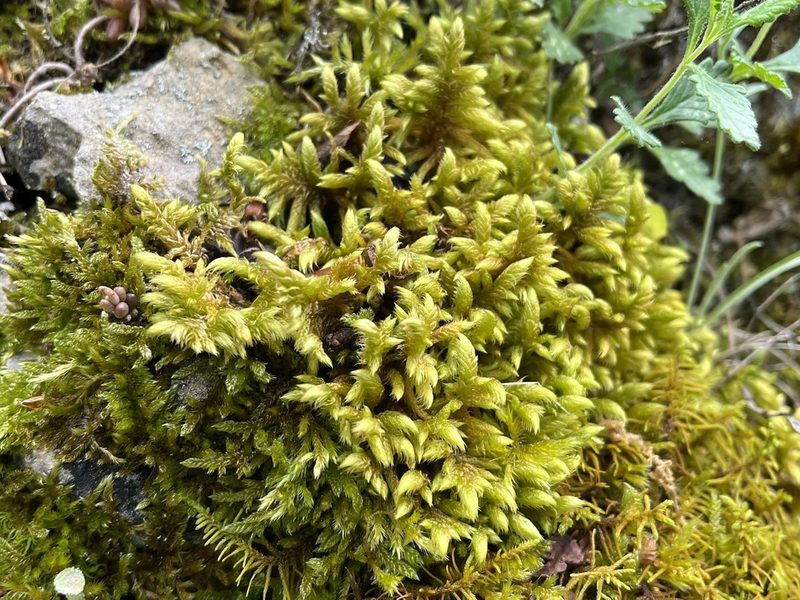 Rhytidium rugosum, photographed by Pavel Kacl