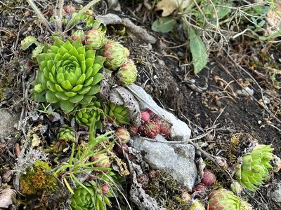 Sempervivum globiferum, photographed by Pavel Kacl