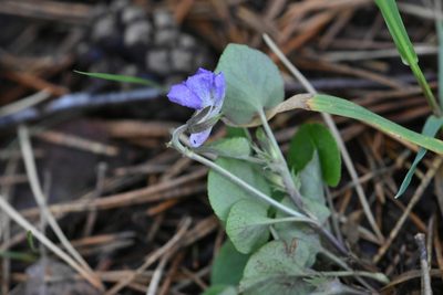 Viola rupestris, photographed by Марина Садыкова
