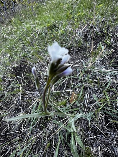 Boechera angustifolia, photographed by Cheryl McCleary-Catalano