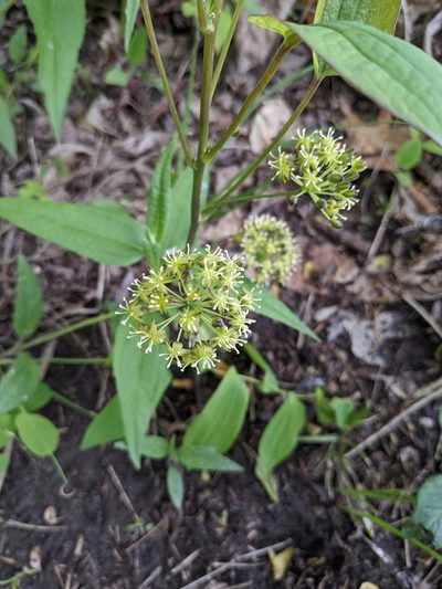 Smilax illinoensis, photographed by Ethan Rose