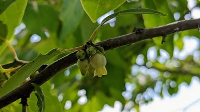 Diospyros virginiana, photographed by john_hall