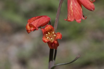 Fritillaria recurva, photographed by Arvel Hernandez