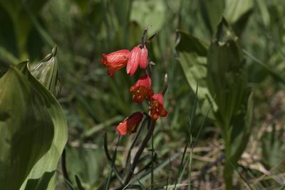 Fritillaria recurva, photographed by Arvel Hernandez