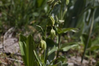 Fritillaria affinis, photographed by Arvel Hernandez