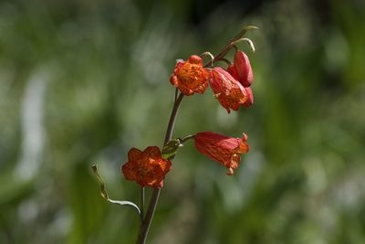 Fritillaria recurva, photographed by Arvel Hernandez