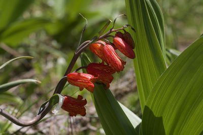 Fritillaria recurva, photographed by Arvel Hernandez