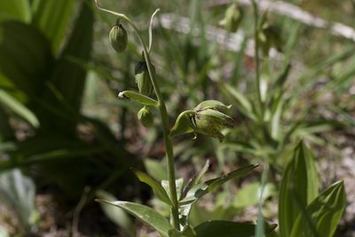 Fritillaria affinis, photographed by Arvel Hernandez