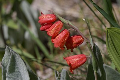 Fritillaria recurva, photographed by Arvel Hernandez