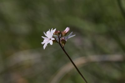 Lithophragma parviflorum, photographed by Arvel Hernandez
